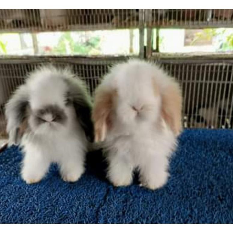 Kelinci Hias Fuzzy lop DiM
