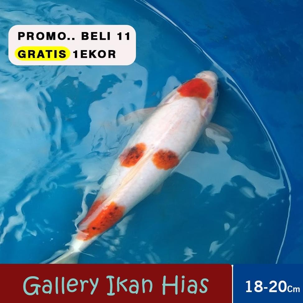 Gallery Ikan Hias - Ikan Koi Slayer Kohaku Sanke showa Ukuran 20 cm DiM