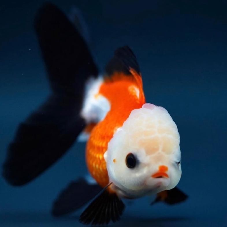 IKAN HIAS KOKI PANDA TRICOLOUR / IKAN MAS KOKI PANDA / IKAN KOKI BULAT / IKAN HIAS AQUARIUM DiM