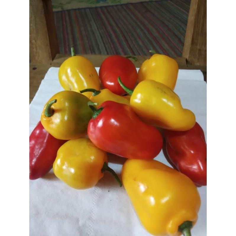 

Promo Cabe Gendot Organik Khas Dieng >>1000Gr