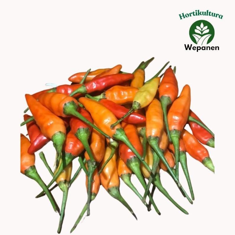 

New Cabe Rawit Ori Super Fresh Ori Sleman 1Kg