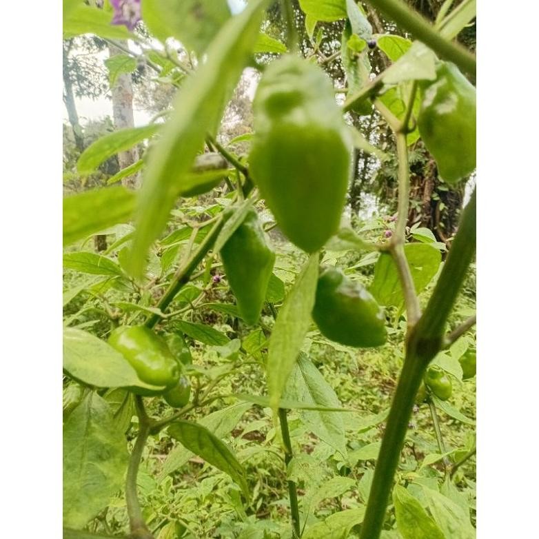 

Paket Cabe Gendot Segar Super Besar Isi 500Gr