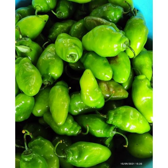 

Tersedia Sekarang Cabai Gendot Khas Kota Garut Berat 1 Kg