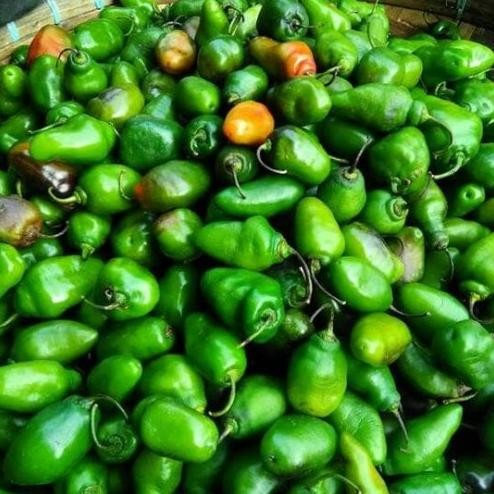 

Menarik Cabe Gendot Fresh Murah Bandung