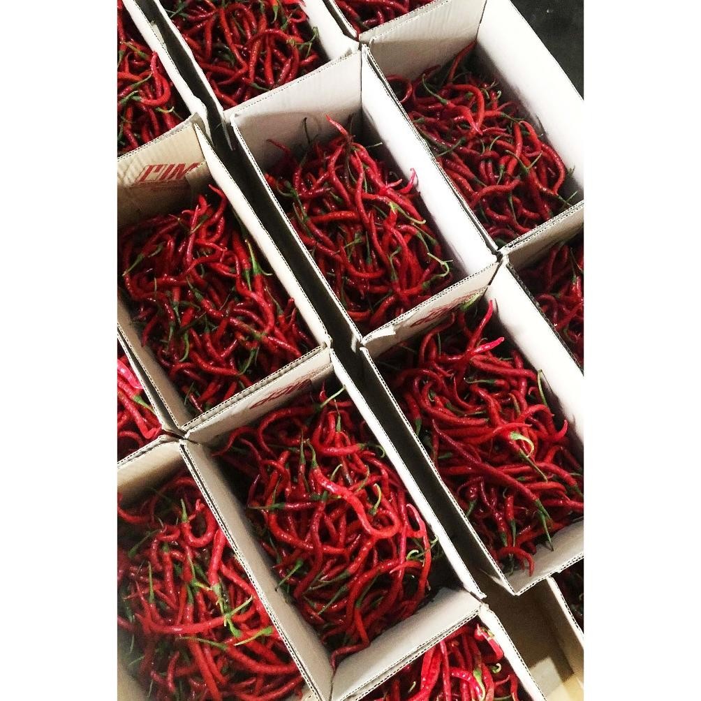 

Bermutu Cabe/Cabai Merah Keriting 1 Kg Segar Asli Blitar