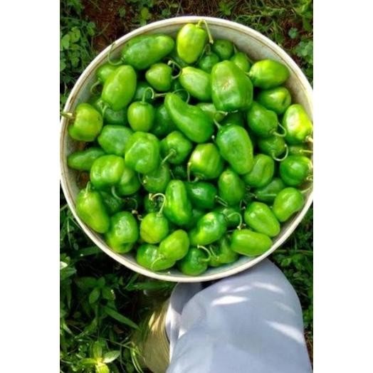 

Terpercaya Cabe Gendot Bandung Segar Dan Super Pedas 1000Gr
