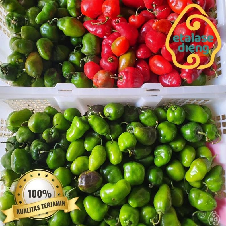 

Good Quality Cabai / Cabe Gendot / Cabe Dieng / Cabe Gendut / Habanero / Cabe Fresh / Cabe / 1Kg / 0,5 Kg
