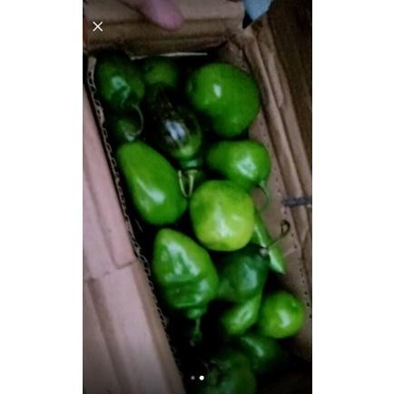 

Praktis Cabai Bendot Cabe Gendot Bandung Segar 250Gr Ekstra Pedas