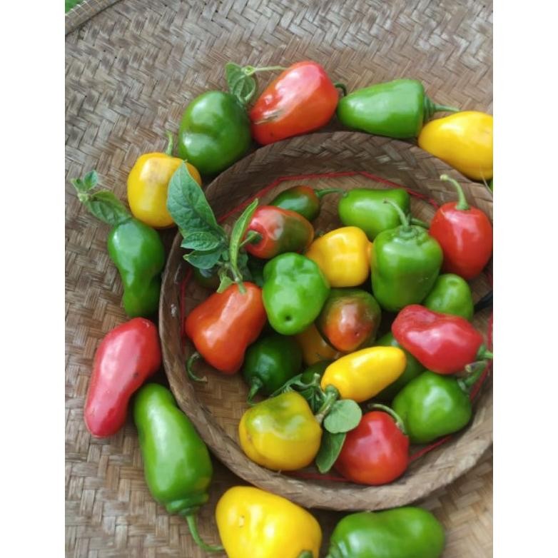 

Elegan Cabe Gendot Organik Khas Dieng >>1000Gr