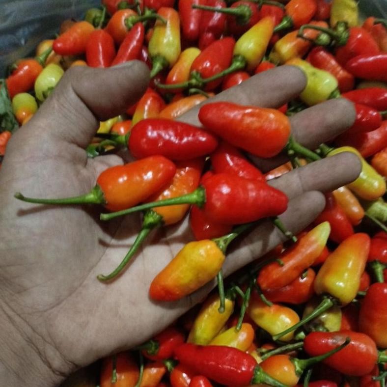 

Aman Terbaik Cabe Rawit Fresh 1-Kg Lato-Lato