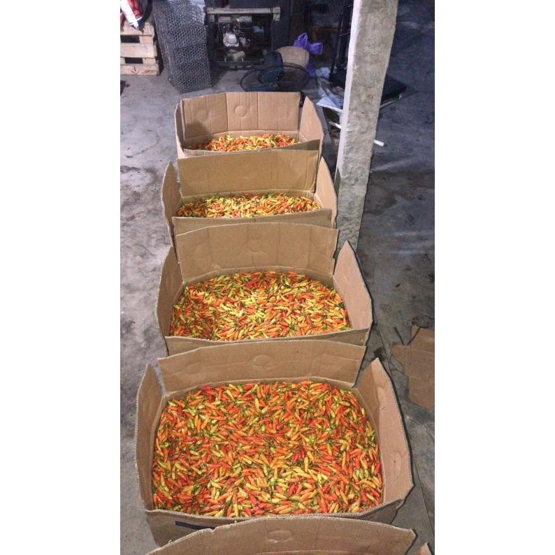 

Kualitas Tertinggi Cabe Rawit Ori Super Fresh Ori Sleman 1Kg