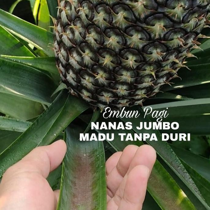 

TERMURAH BIBIT NANAS JUMBO MADU THAILAND TANPA DURI BUAH SUPER BESAR COCOK TAMBULAPOT