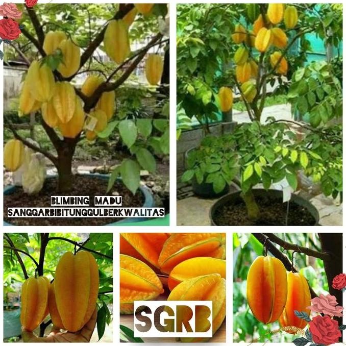 

TERMURAH BIBIT BLIMBING MADU 1 METER - POHON CEPAT BERBUAH COCOK TABULAMPOT