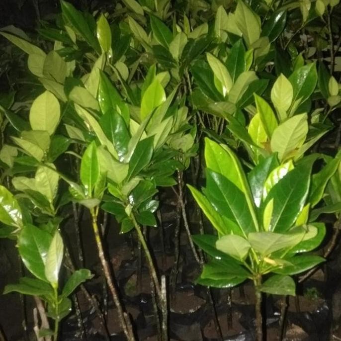 

TERMURAH BIBIT NANGKA MINI MADU CEPAT BERBUAH - TANAMAN BUAH UNGGUL DALAM POT