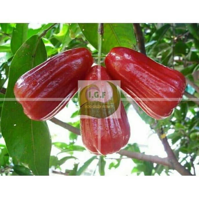 

TERMURAH PAKET 4 BIBIT JAMBU AIR DALHARI CITRA MADU DELI KING ROSE - TANAMAN BUAH