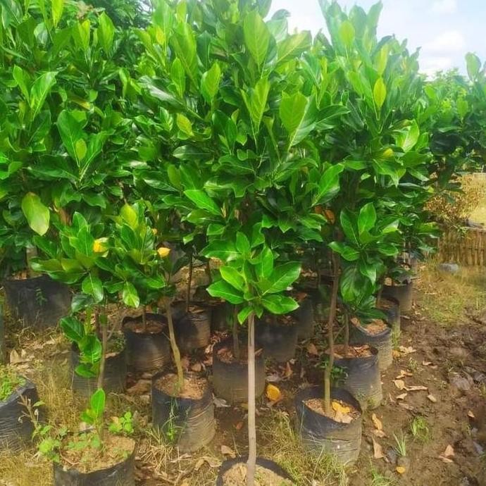 

TERMURAH BIBIT NANGKA MADU TINGGI 1 METER - BIBIT UNGGUL CEPAT BERBUAH