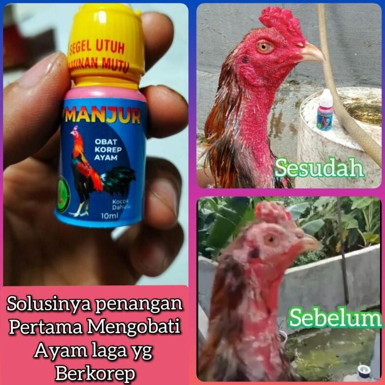 NEWW Obat Korep Ayam Paling Manjur Cepat Sembuh & AmpuhCara Mengobati Korep Ayam dengan Obat Paling 
