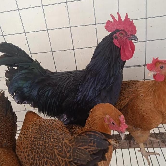 

TELUR TETAS AYAM KAMPUNG CINA VS PEJANTAN AYAM KEDU