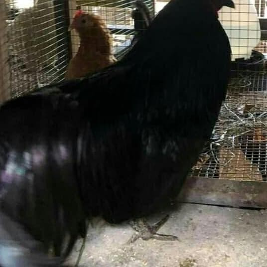 

TELUR TETAS BLACK SUMATRA