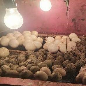 

100% TELUR TETAS BURUNG BELIBIS HIAS -