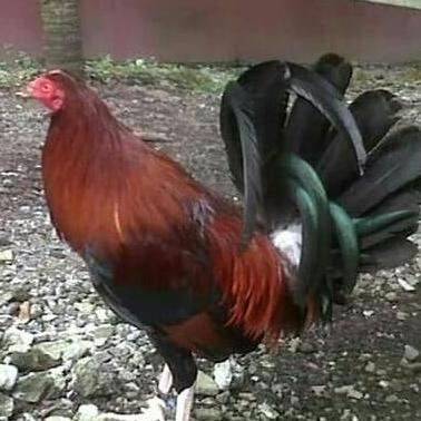 

TELUR TETAS AYAM PHILIPIN