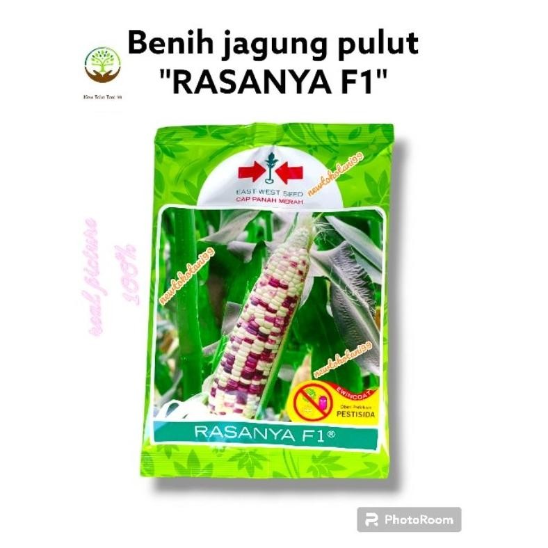 Benih jagung RASANYA F1 1800 butir jagung putih merah pulut manis dari panah merah