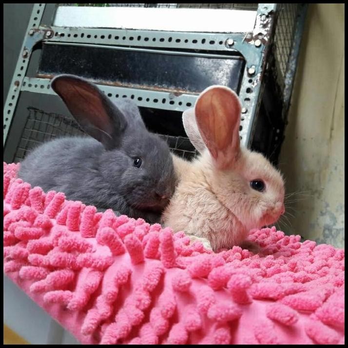 anakan kelinci flamish giant junior