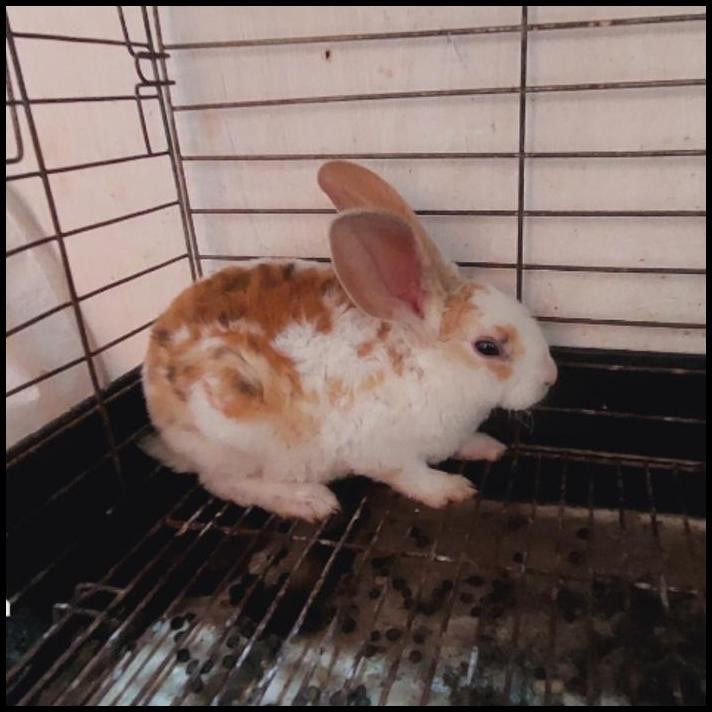 kelinci rex anakan 3bulanan