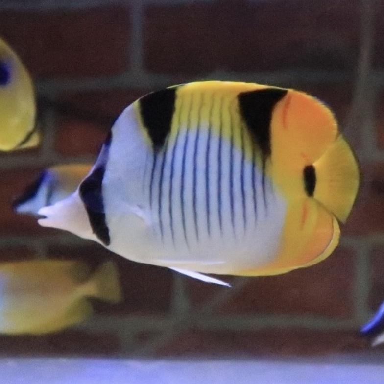 Ikan Hias Air Laut Kepe Fakulla