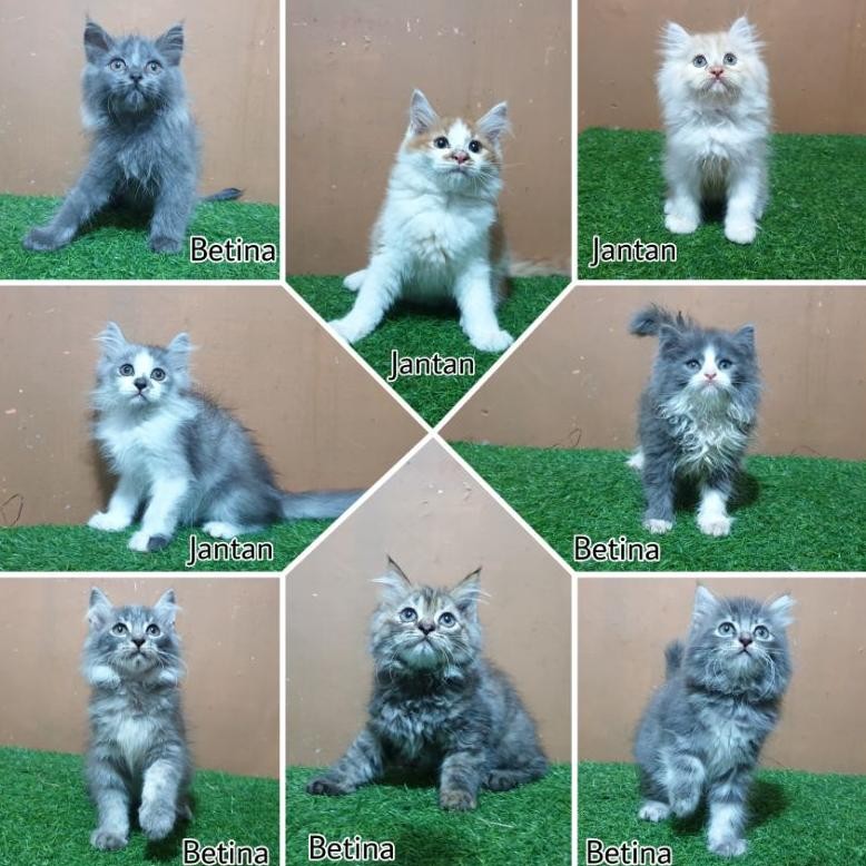 Jual Anakan Kucing Kitten Persia 2.5 bulan Jantan betina flstnose peaknose medium