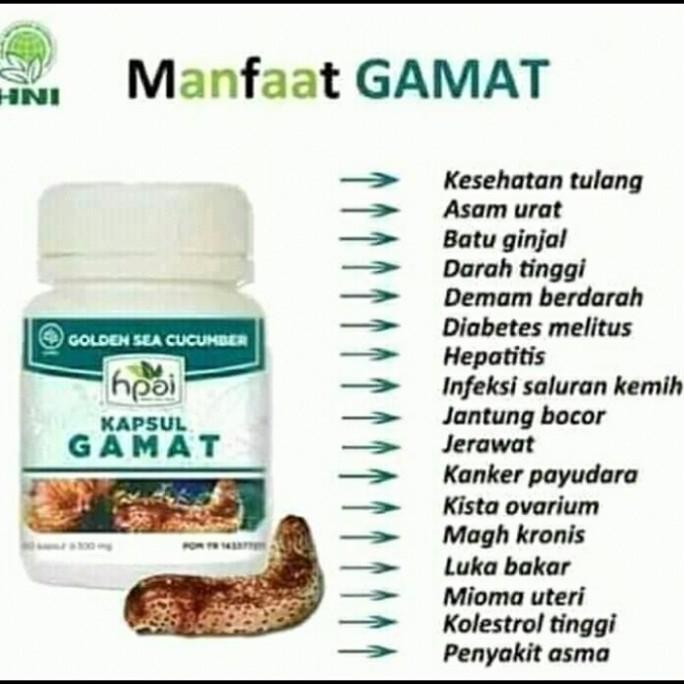 TERMURAH - GAMAT KAPSUL HNI HPAI || Meredakan nyeri sendi