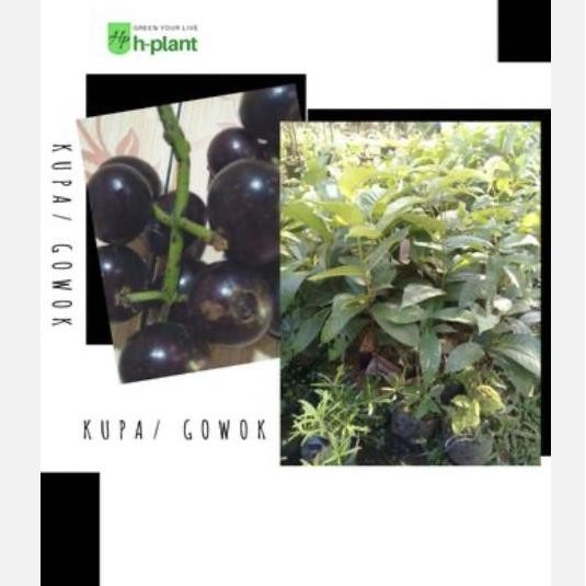 (KEBUNKU) Bibit pohon buah kupa buah gowok buah langka