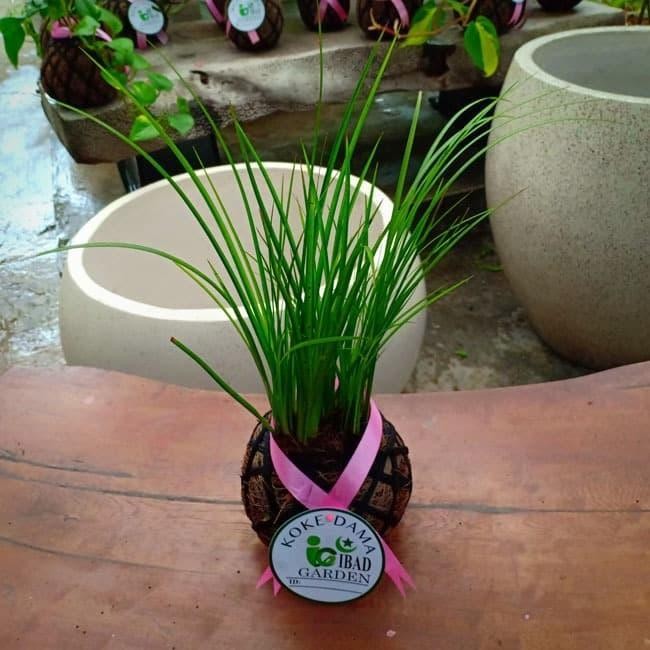 Tanaman Hias Indoor Kokedama Alang-Alang Mini Golden