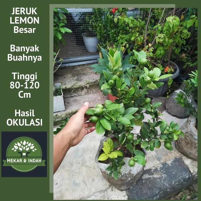 (KEBUNKU) bibit pohon jeruk lemon import / tanaman jeruk lemon