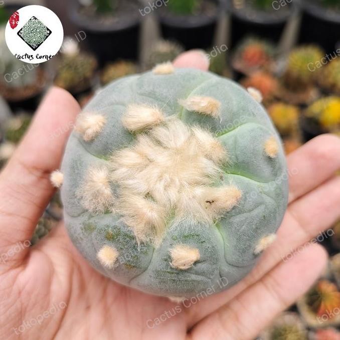 Kaktus Lophophora Hybrid