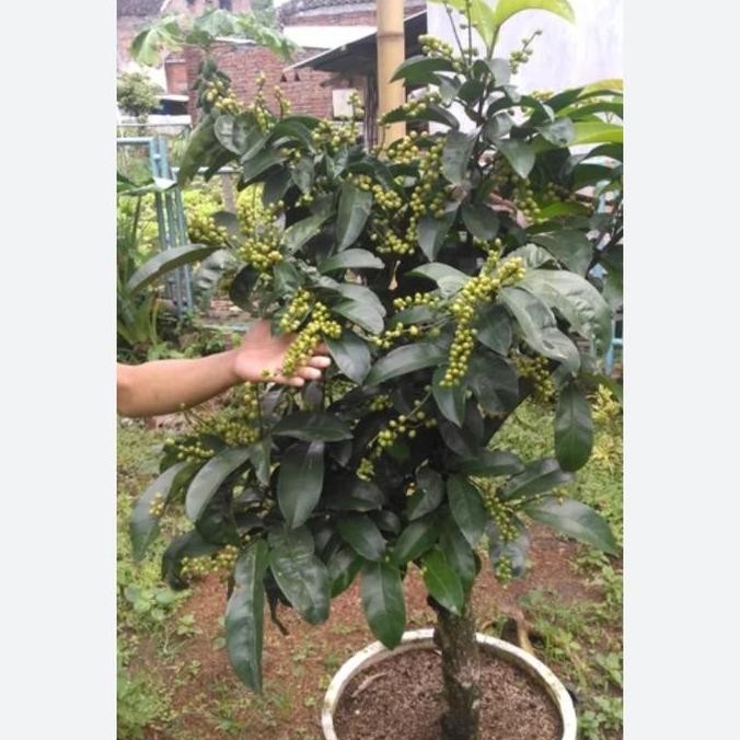 bibit bonsai pohon buni.