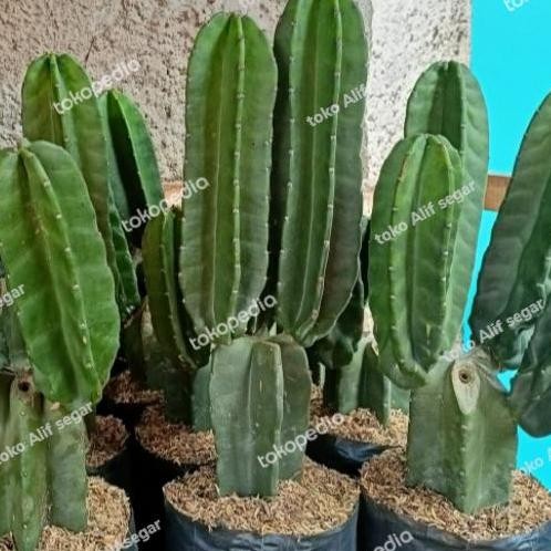 kaktus belimbing koboi. bercabang 2--3 cabang.