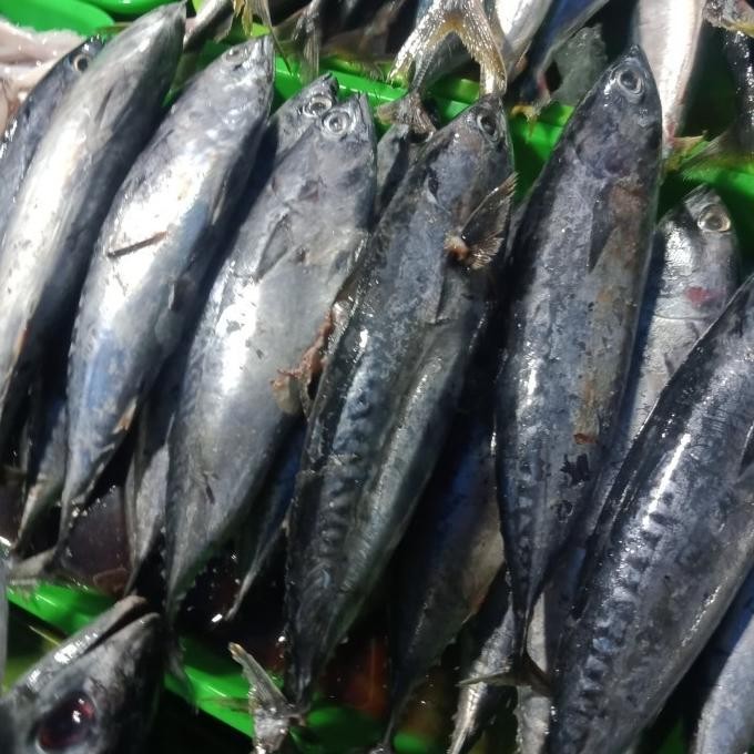 

Ikan Tongkol Fresh Frozen 1kg