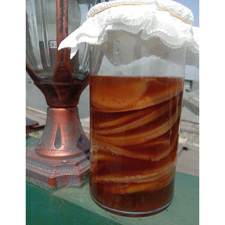 

bibit SCOBY kombucha/jamur dipo Nugi
