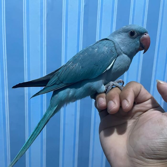 Indian ringneck blue IRN Blue