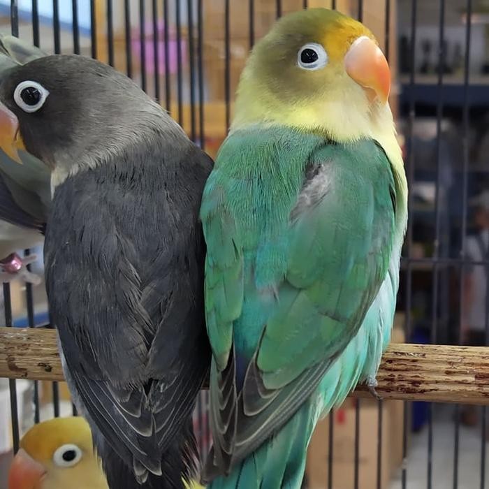 Burung Lovebird PB Lakbet PB Parblue Paud