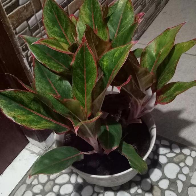 

TANAMAN HIAS AGLAONEMA AURORA/ SIAM/ LIPSTIK MERAH RIMBUN