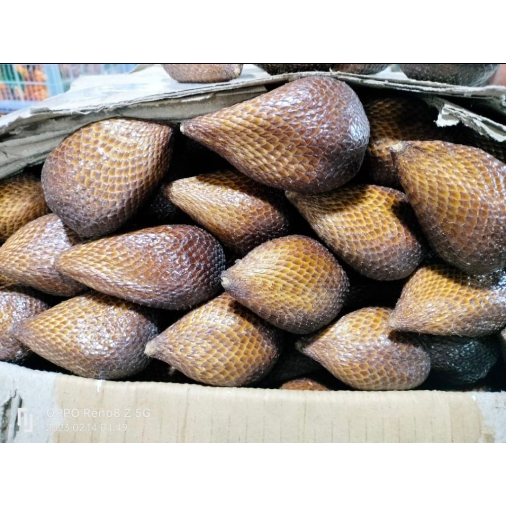 

Salak pondoh