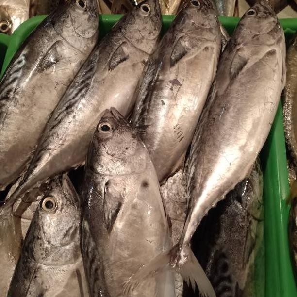 

TONGKOL BATIK segar Nugi