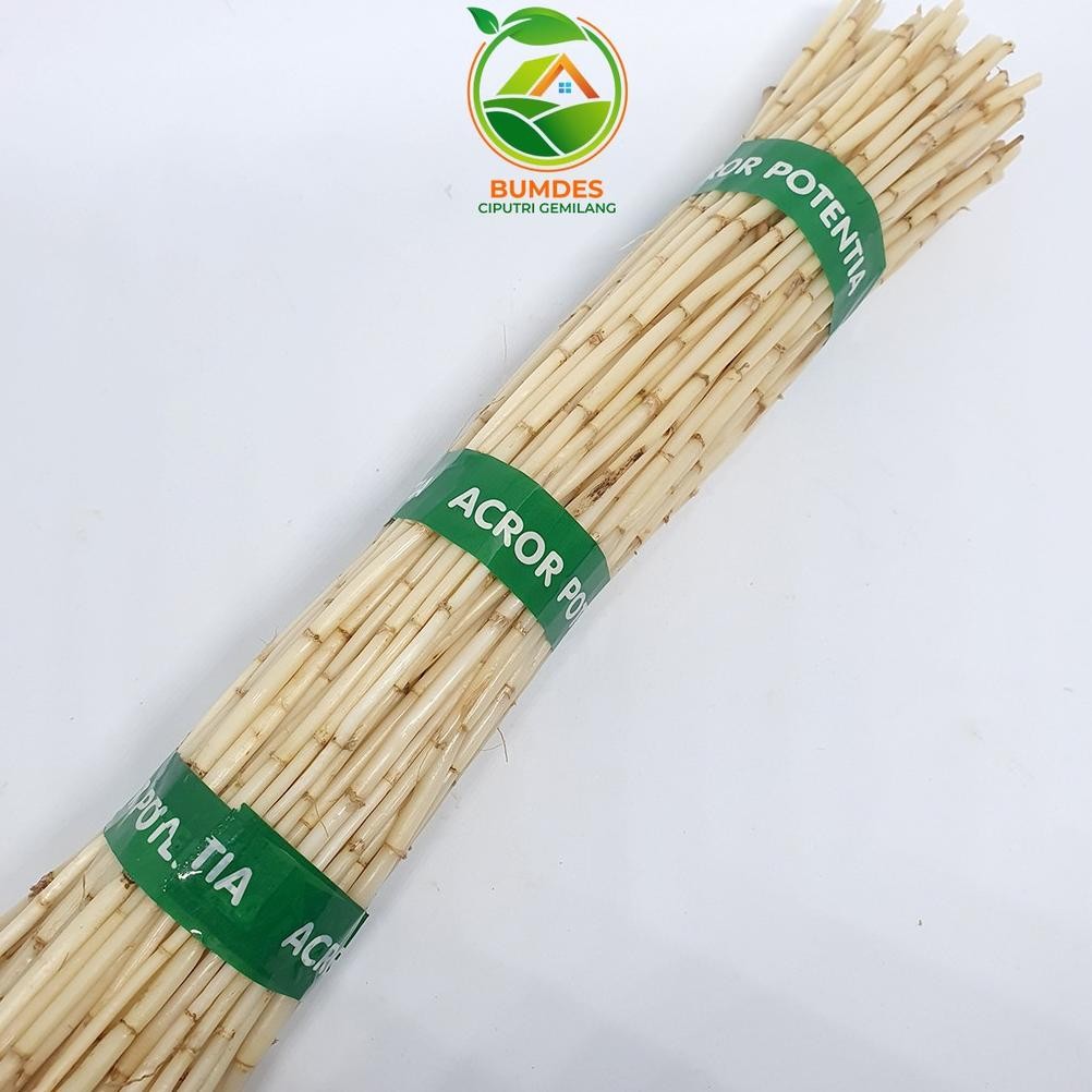 

akar alang alang segar 1kg Nugi