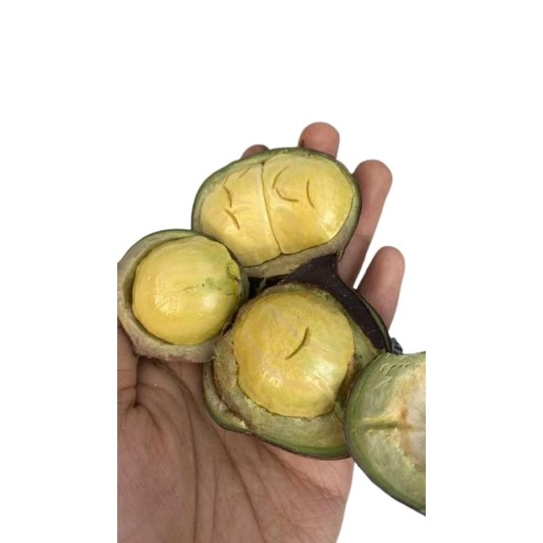 

olshopfree9 Jengkol Muda Mentah Masih Kulit/Cangkang 1kg Nugi