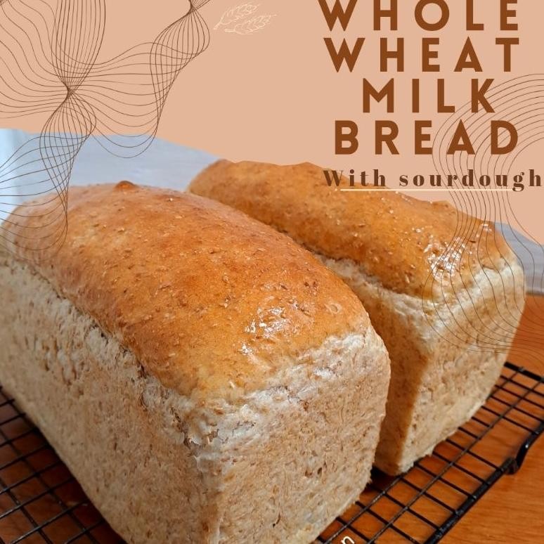 

Whole Wheat Milk Bread Sourdough. Roti Gandum (Hybrid) Nugi