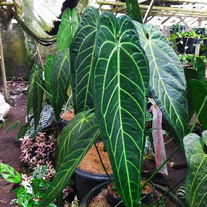 Tanaman Hias Lidah Gajah Anthurium Warocqueanum Baby