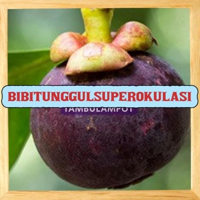 Terlaris Bibit Tanaman Buah manggis Okulasi Stek Cangkok Unggul