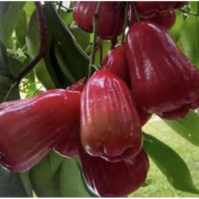 Bibit pohon jambu air citra merah cangkok cepat berbuah/ tabulampot